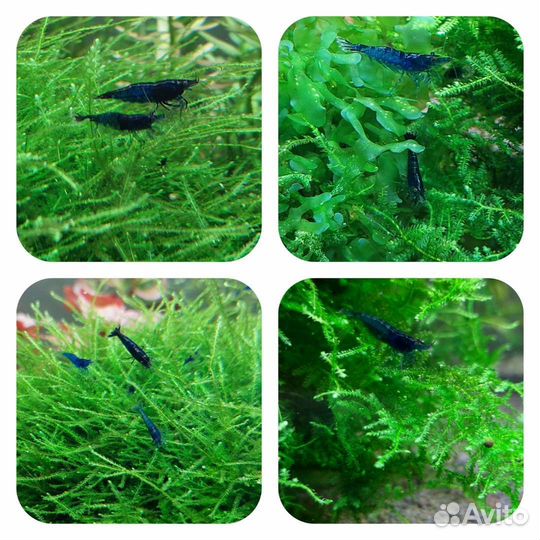 Креветки жёлтые, синие, оранжевые, красные