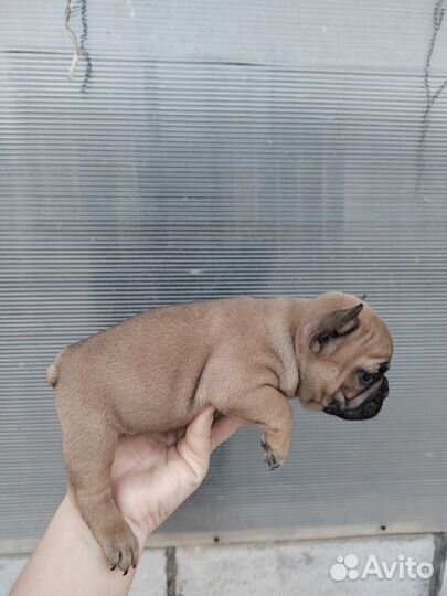 Французский бульдог