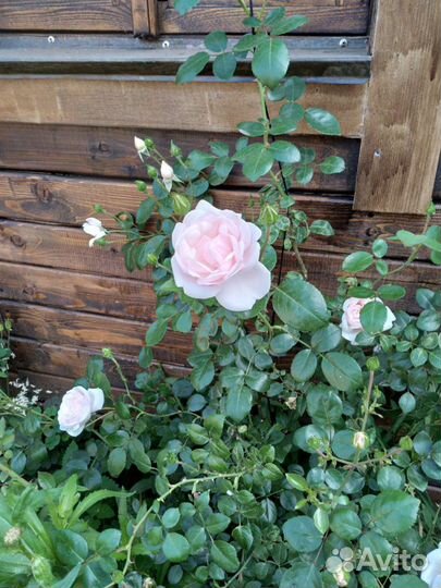 Розаплетистая,нью даун