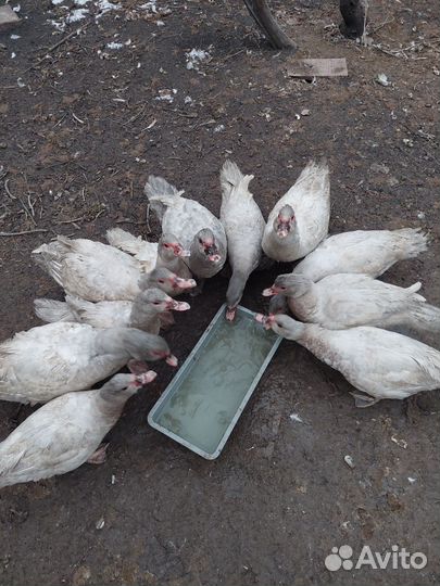 Утки живые
