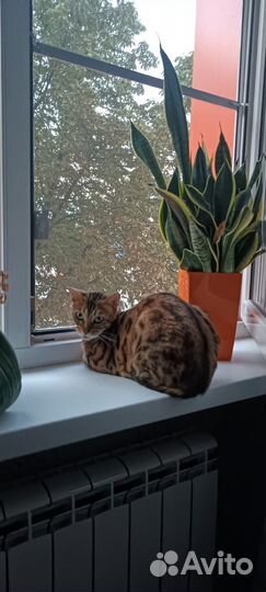 Бенгальская кошка