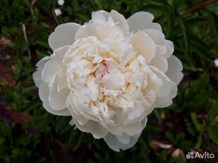 Пионы бронирование на осень (7 сортов)