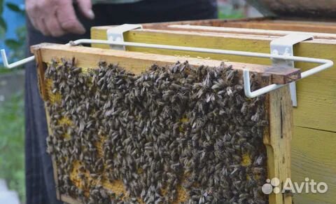 Рамки с пчелами