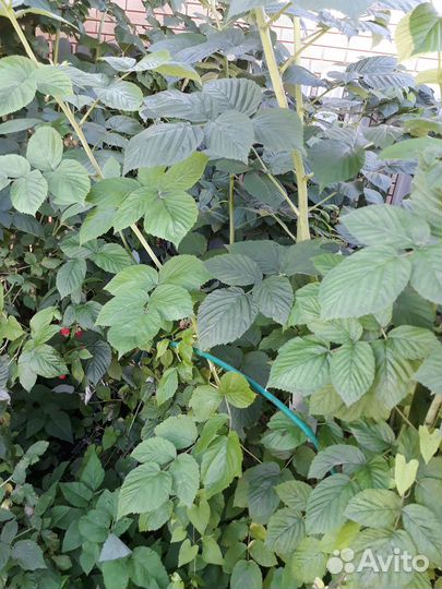 Саженцы малины ремонтантной