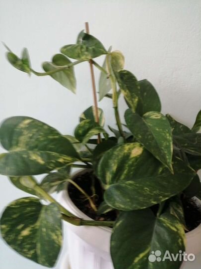 Сциндапсус