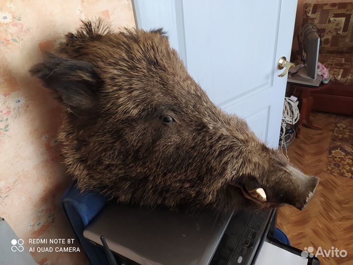 Чучело кабана (Голова)