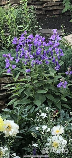 Многолетние садовые цветы