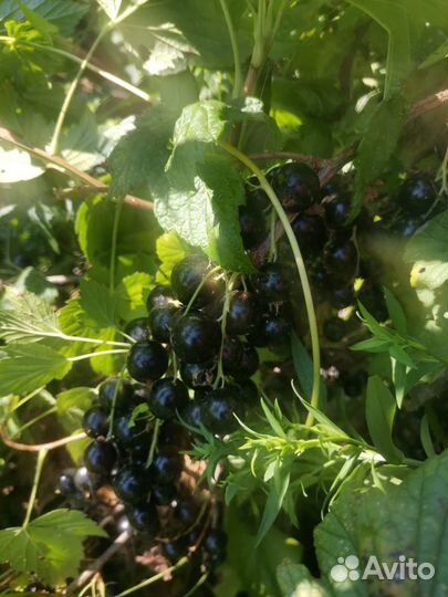 Чёрная смородина