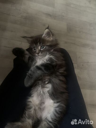 Домашние животные котята