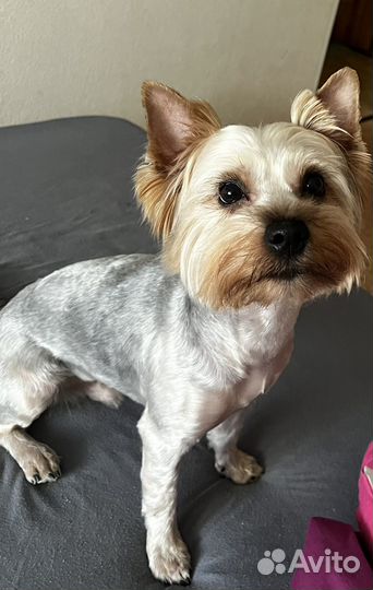 Йоркширский терьер