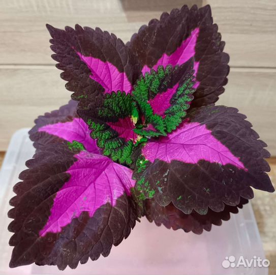 Колеус цветок для дома сада