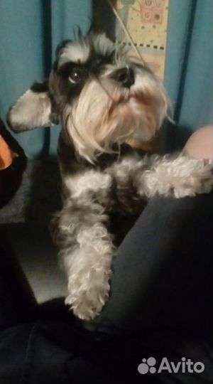 Передержка собак/кошек/грызунов/птиц