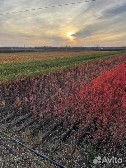 Саженцы плодовых деревьев (опт)