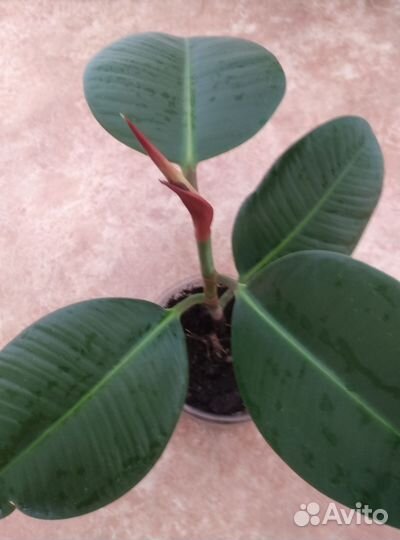 Фикус Робуста