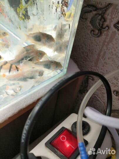 Аквариумные рыбки