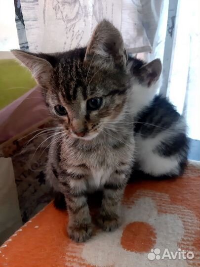 Котята мальчик и девочка