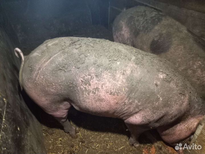 Свиньи живым весом
