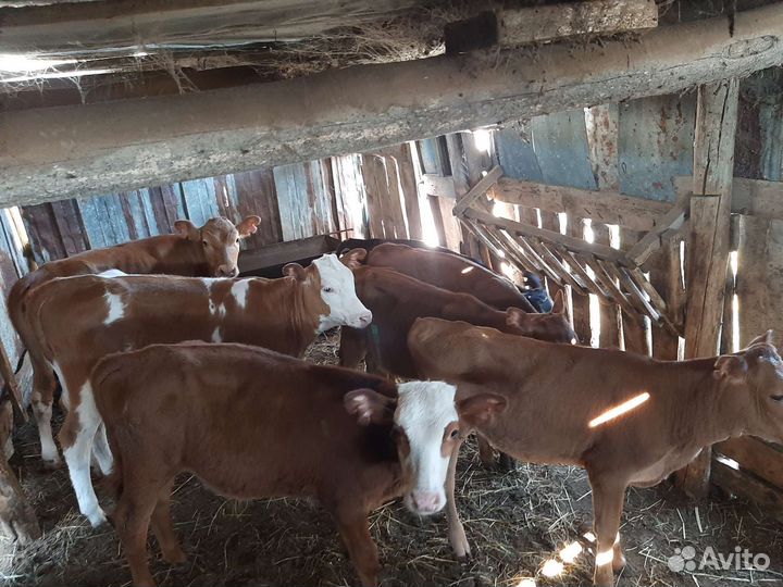 Продам быков