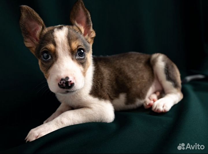 Щенок в добрые руки