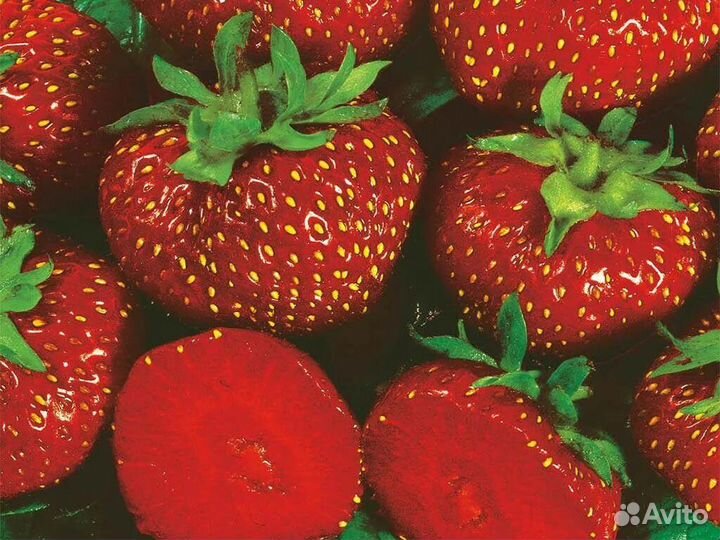 Саженцы клубники