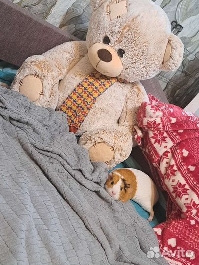 Морская свинка с клеткой бесплатно