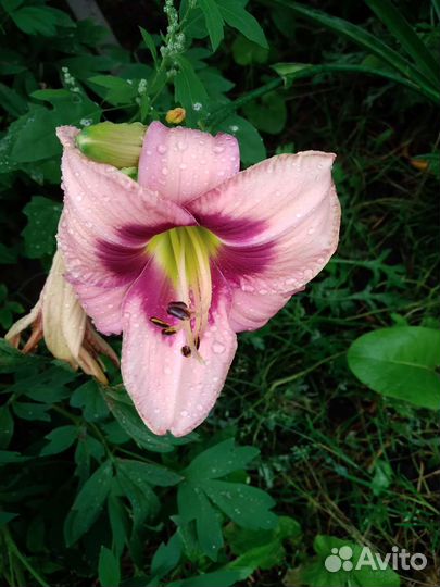 Лилейники низкие