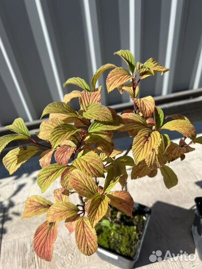 Калина боднатенская Dawn