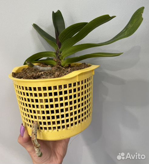 Rhy.gigantea Dark Red