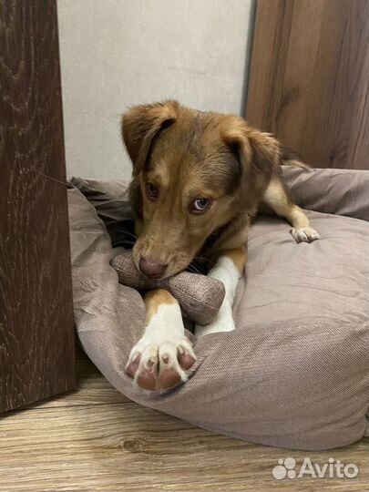 Щенок в добрые руки бесплатно