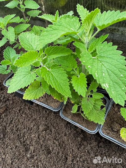 Рассада мелиссы