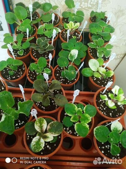 Фиалки детки