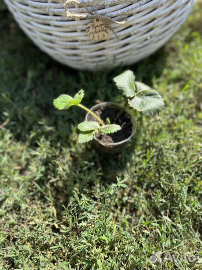 Рассада клубники