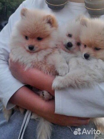 Щенки немецкого шпица