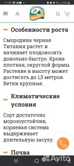 Саженцы чёрной смородины Титания