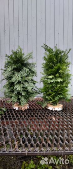 Экибан пихтовый