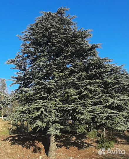 Семена гималайского кедра и др. хвойных деревьев