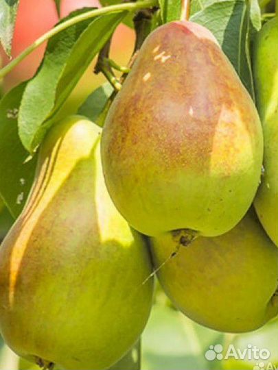 Груши дачные вкусные сочные фрукты с доставкой