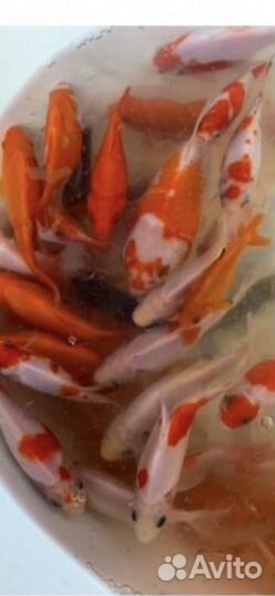 Прудовые карпы кои, кометы