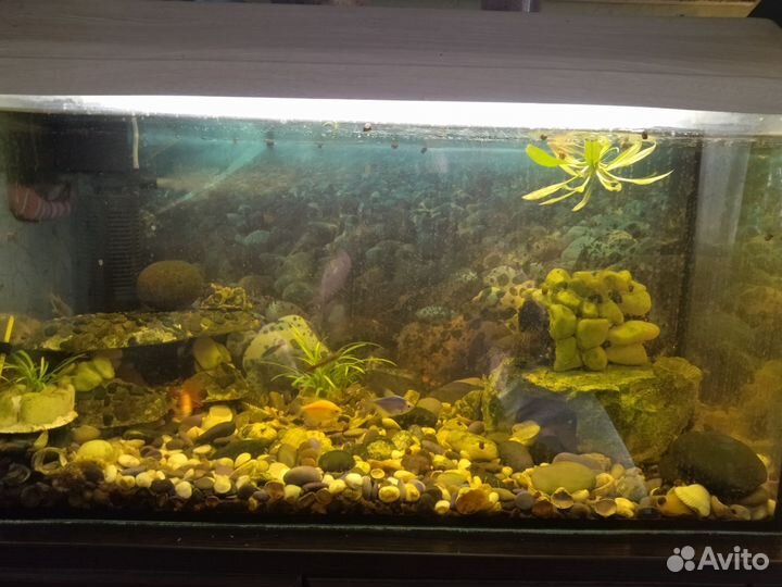 Аквариумы 80 и 40 литров со всеми атрибутами