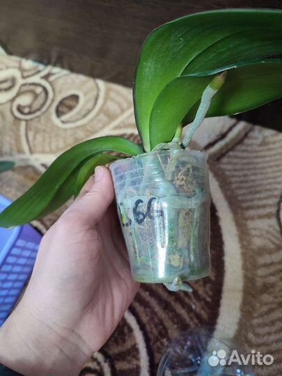 Орхидея Miki Dancer '56'