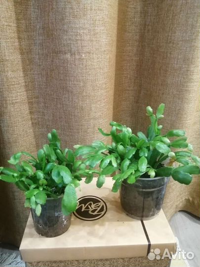 Декабристов