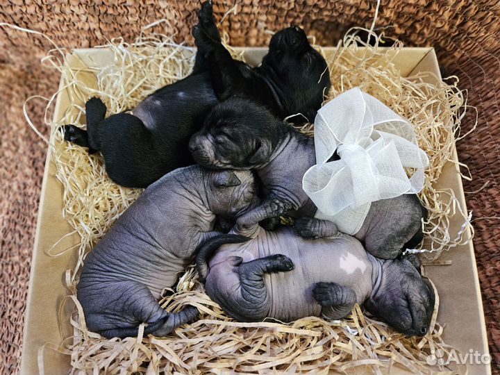 Ксолоитцкуинтли (Мексиканская голая собака)