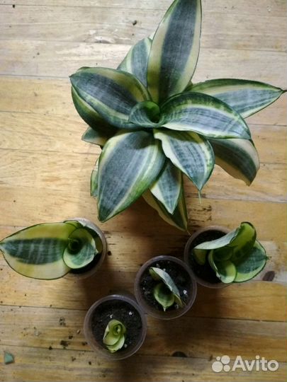 Суккуленты