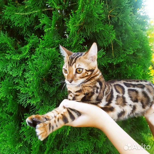 Бенгальские котята