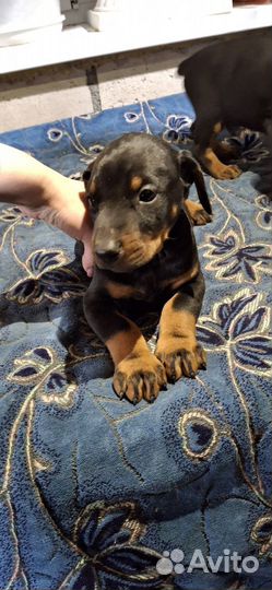 Щенки добермана