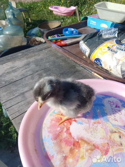 Цыплята суточные Лесколово