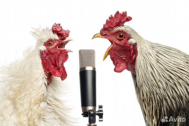 Петухи
