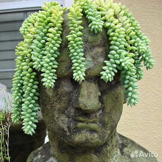 Седум Буррито ампельный из питомника растений