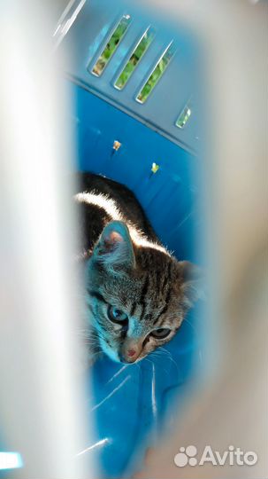 Котенок ищет дом