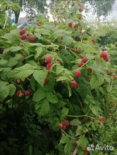 Садовые саженцы